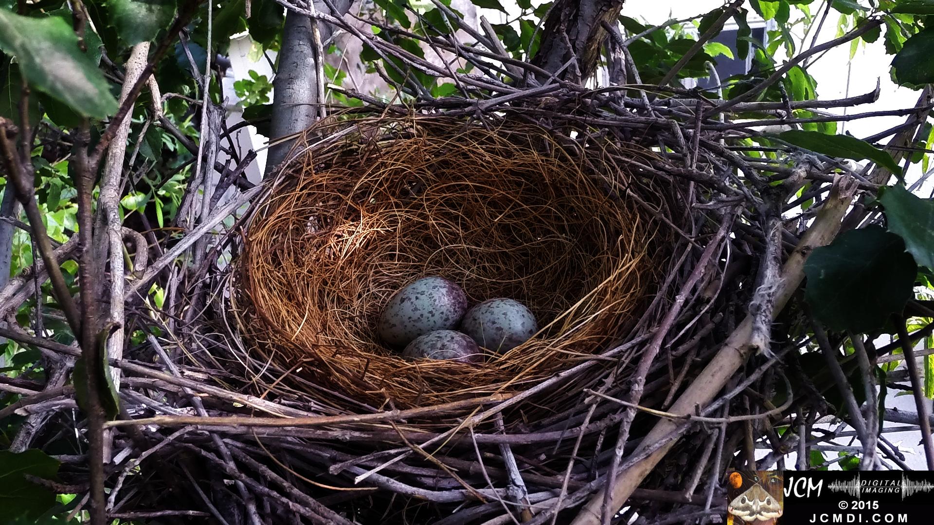 Scrub Jay nest vacant